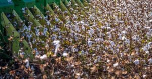 Filière cotonnière au Cameroun : un pilier économique du septentrion sous pression