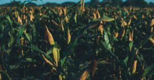 Filière céréalière au Cameroun : entre production locale et dépendance aux importations
