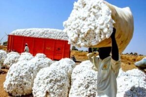 Développement rural au Cameroun : le coton, pilier d&rsquo;une transformation agricole durable