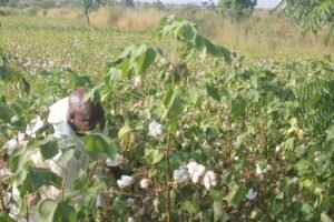 Groupes d’Initiative Commune : un maillon clé de l’organisation des producteurs de coton au Cameroun