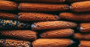 Filière céréalière au Cameroun : entre production locale et dépendance aux importations