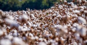 SODECOTON : pilier économique du Grand Nord face aux défis de la filière cotonnière